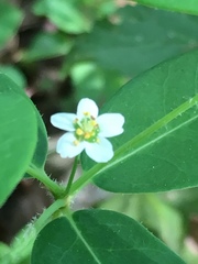 Euphorbia pubentissima