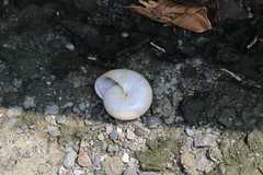 Macrochlamys hippocastaneum