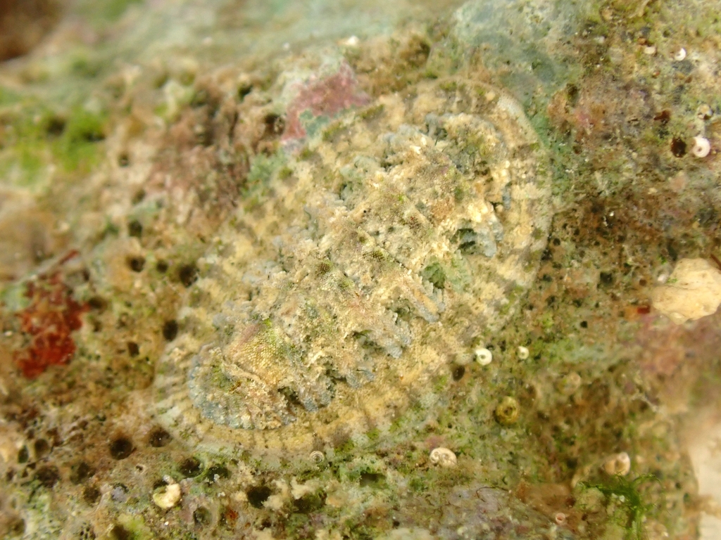 Callistochiton granifer