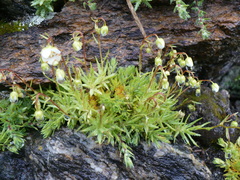 Saxifraga aspera