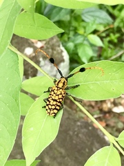 Aristobia approximator