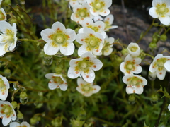 Saxifraga aspera