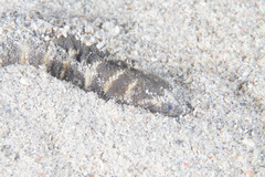 Acrochordus granulatus