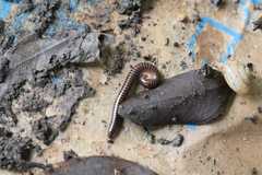 Leptogoniulus sorornus