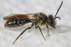 Andrena atlantica
