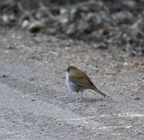 Russet Nightingale-Thrush (Catharus occidentalis), photo 6