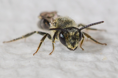 Andrena atlantica
