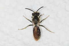 Andrena atlantica