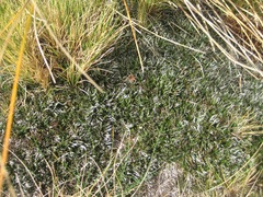 Celmisia laricifolia