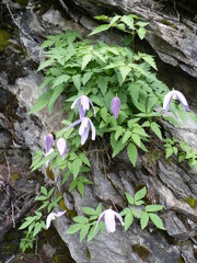 Clematis alpina