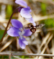 Bombylius pulchellus