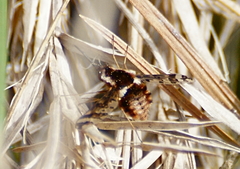 Bombylius pulchellus