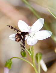 Bombylius pulchellus