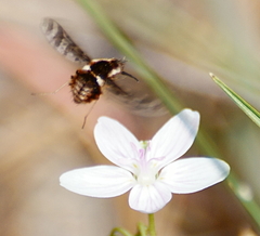 Bombylius pulchellus