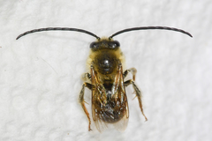 Eucera dubitata