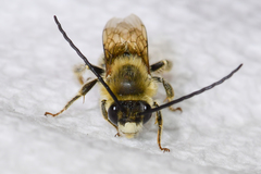 Eucera dubitata