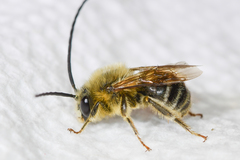 Eucera dubitata