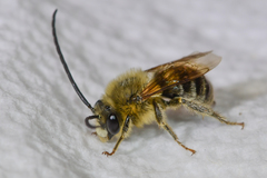 Eucera dubitata
