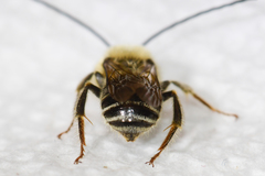 Eucera dubitata
