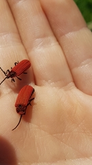 Lopheros rubens