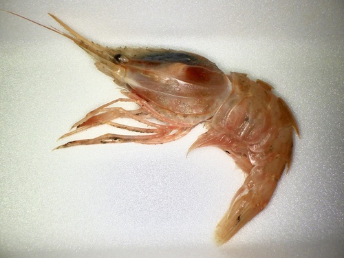 Heterocarpus hayashii