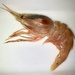 Heterocarpus hayashii