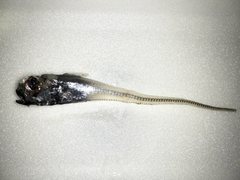 Nezumia kamoharai