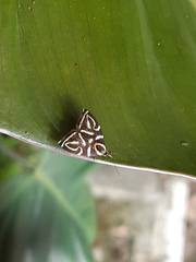 Hemerophila albertiana
