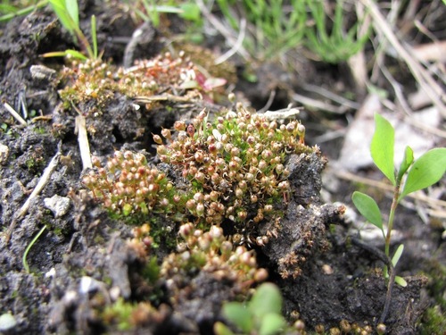Physcomitrium hookeri