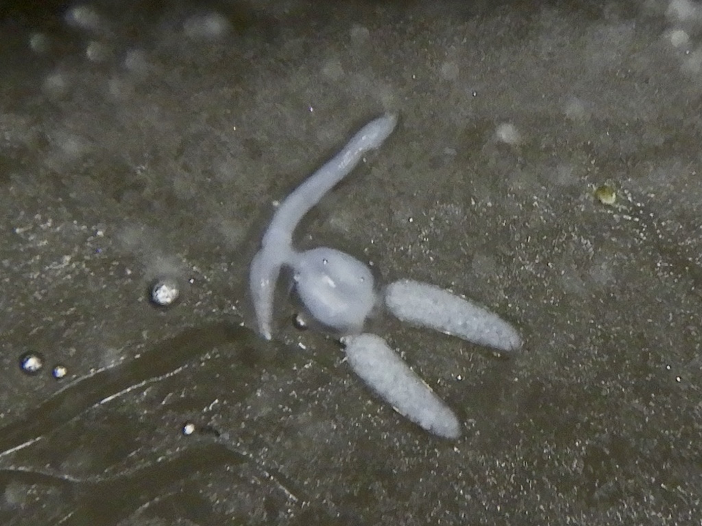 Hatschekiidae