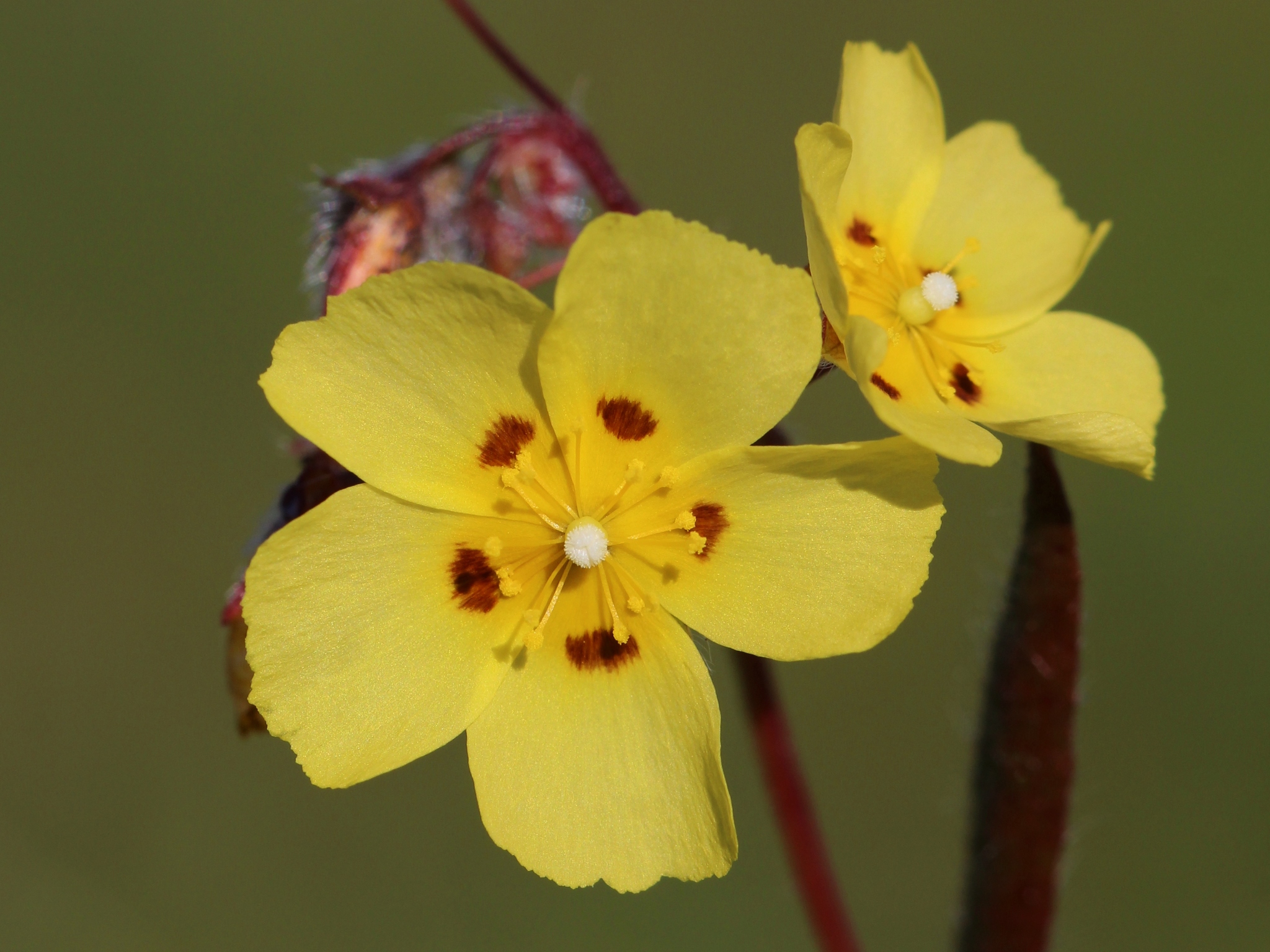 Tuberaria guttata