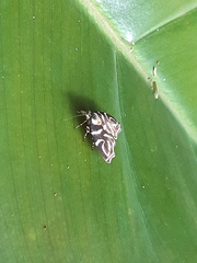 Hemerophila albertiana