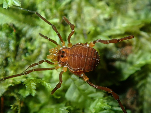 daddy longlegs