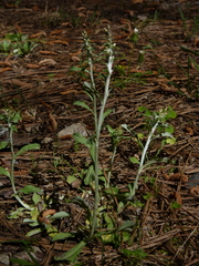 Gamochaeta argyrinea