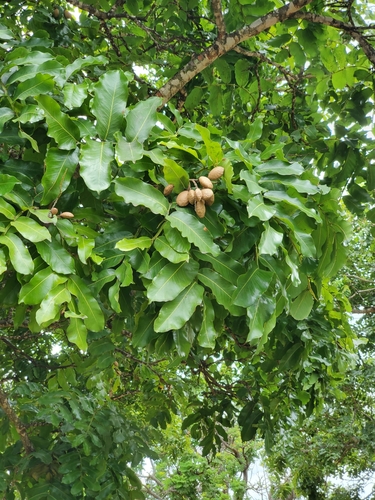 Foto de Baru