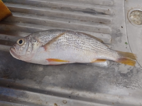 Steeplined drum (Larimus acclivis) — Sciaenidae — 4