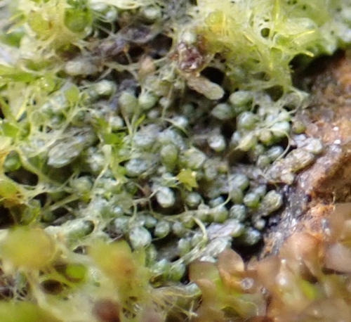 Image of Anthelia juratzkana by (c) Elias, some rights reserved (CC BY)