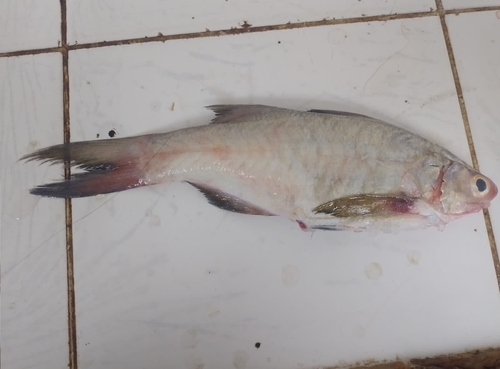 Blue bobo (Polydactylus approximans) — Polynemidae
