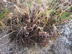 Anisotome flexuosa