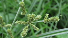 Cyperus imbricatus