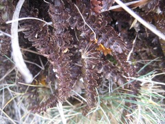 Anisotome flexuosa