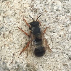 Megachile sicula