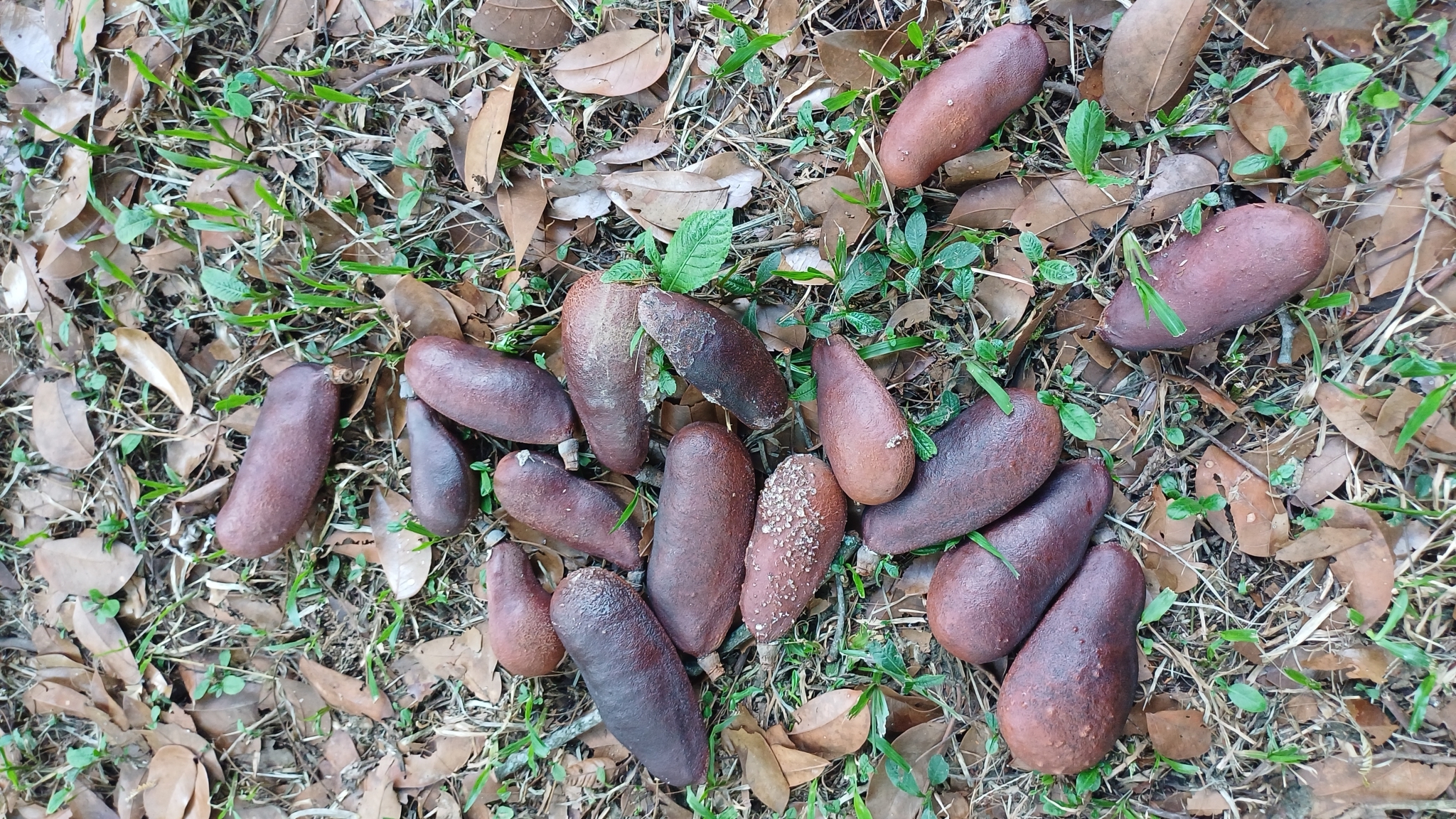 Imagem de Jatobá