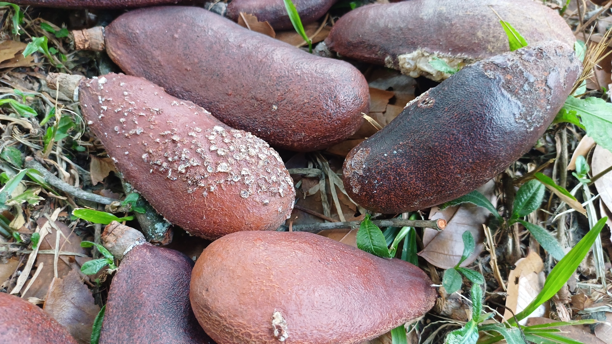 Imagem de Jatobá