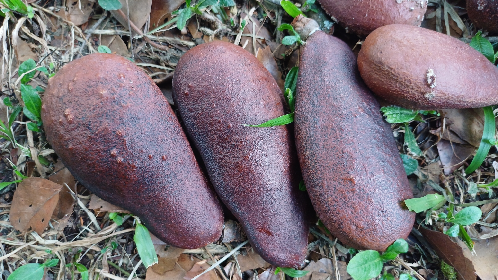 Imagem de Jatobá