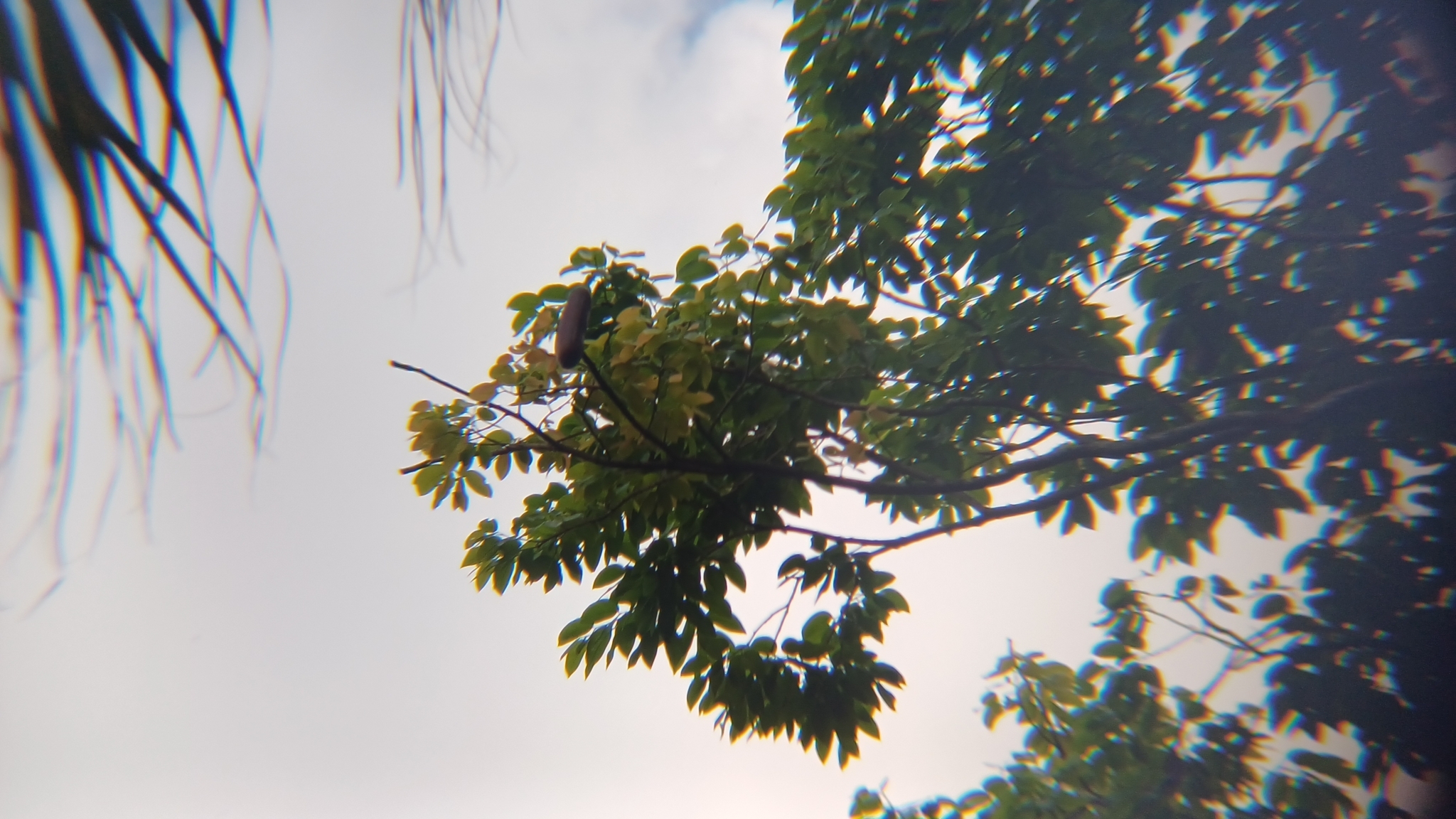 Imagem de Jatobá