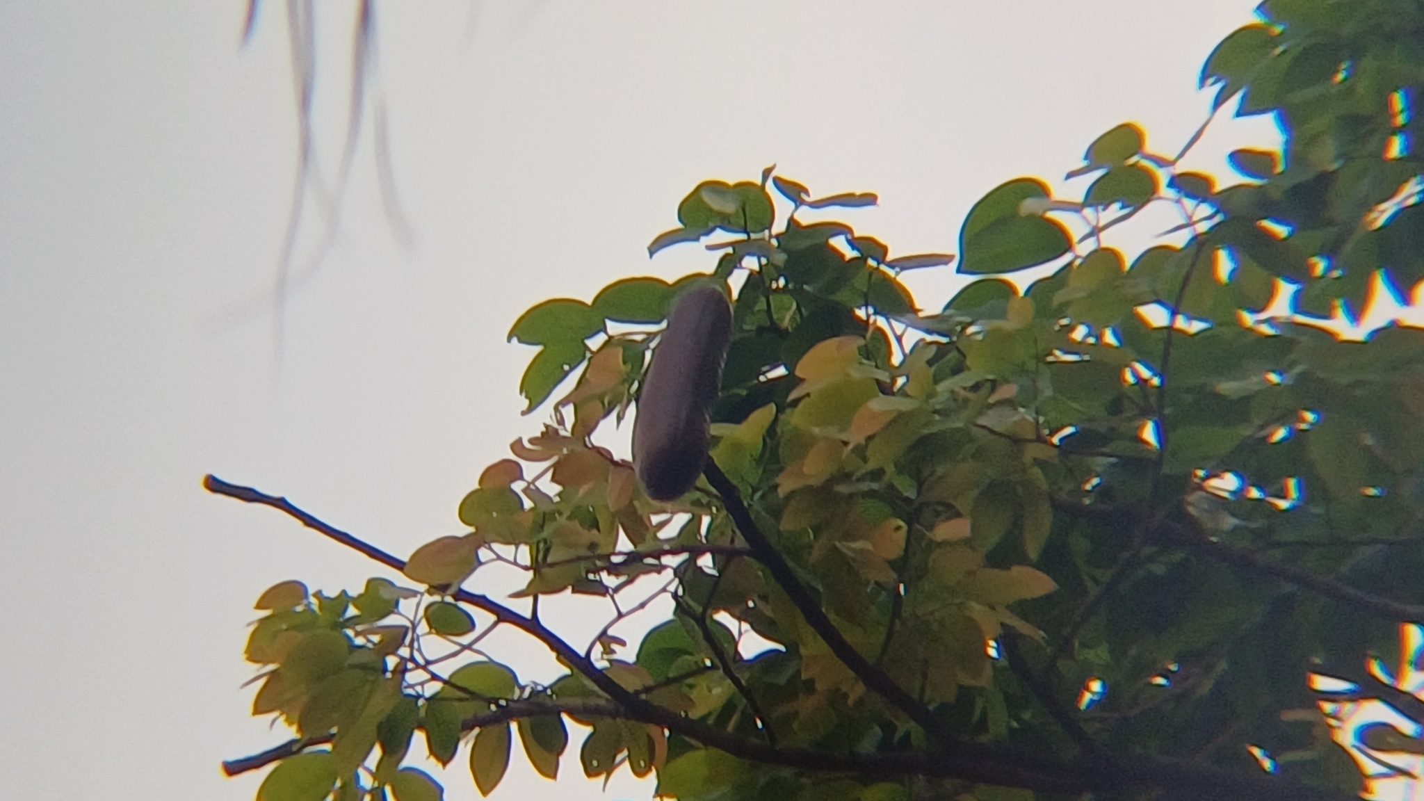 Imagem de Jatobá