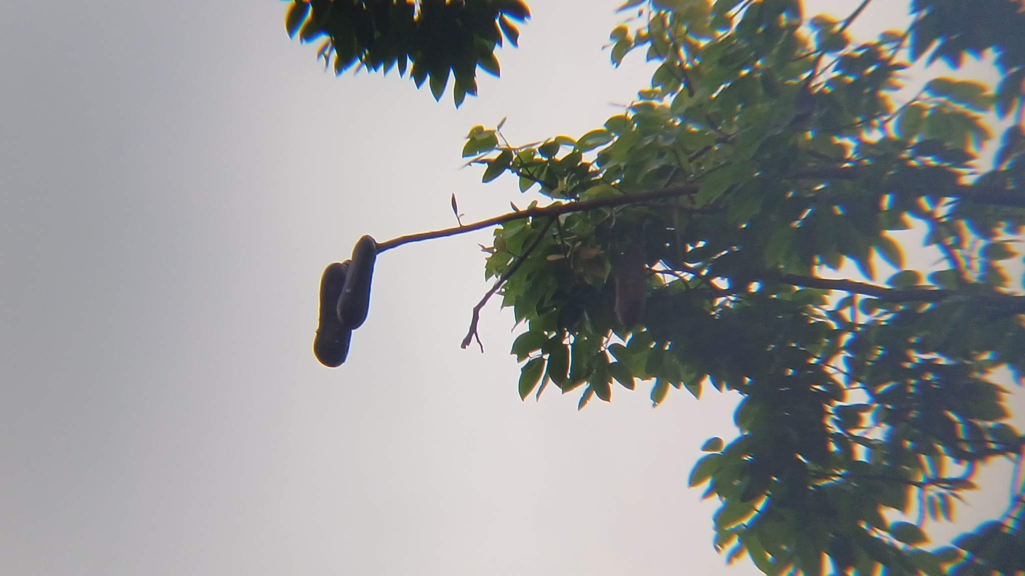 Imagem de Jatobá