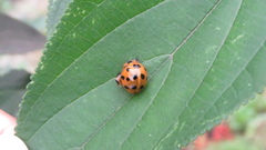 Harmonia dimidiata