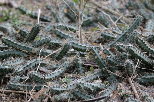 Image of Echinocereus berlandieri by (c) Kim, some rights reserved (CC BY)